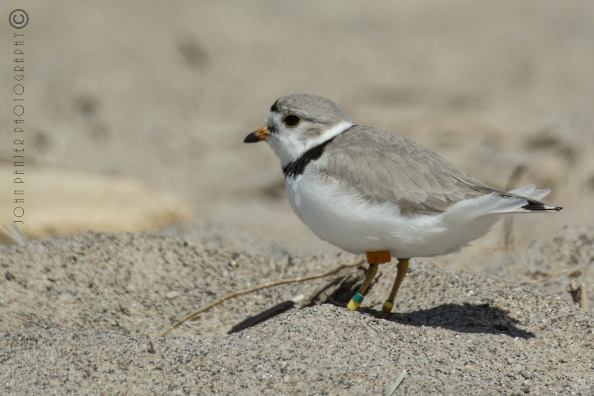 Piping Plover - ML336890431