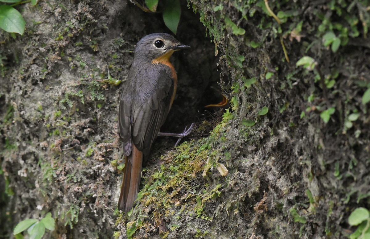 Javan Blue Flycatcher - ML336890871