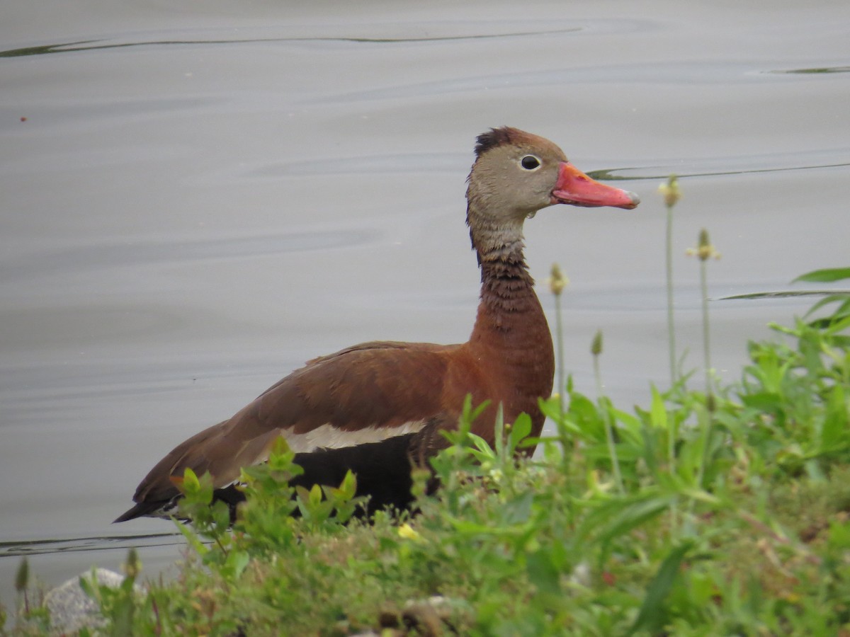 Dendrocygne à ventre noir - ML336891021