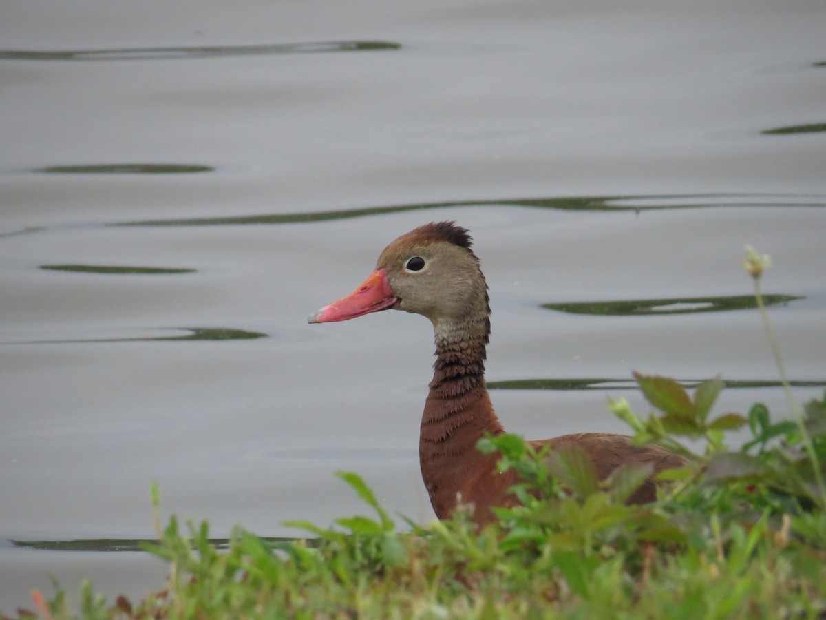 Dendrocygne à ventre noir - ML336891051