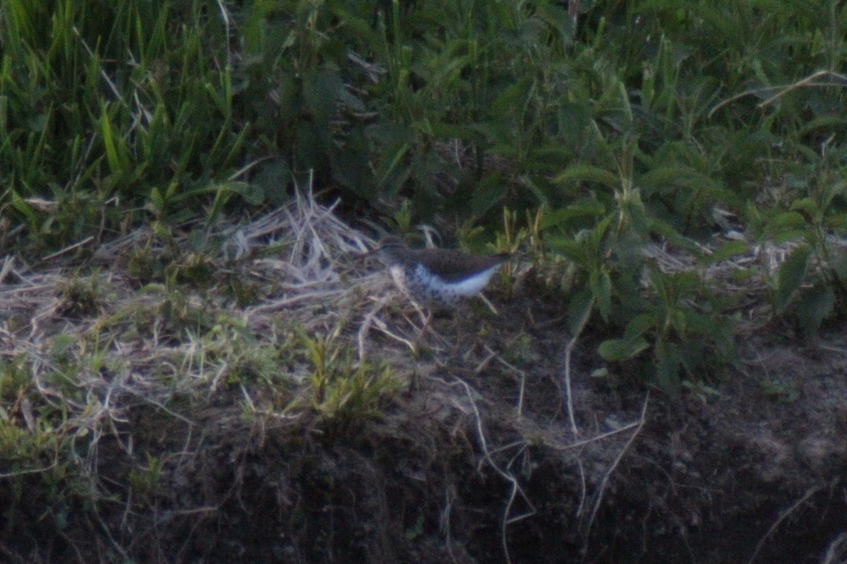 Spotted Sandpiper - ML336891371