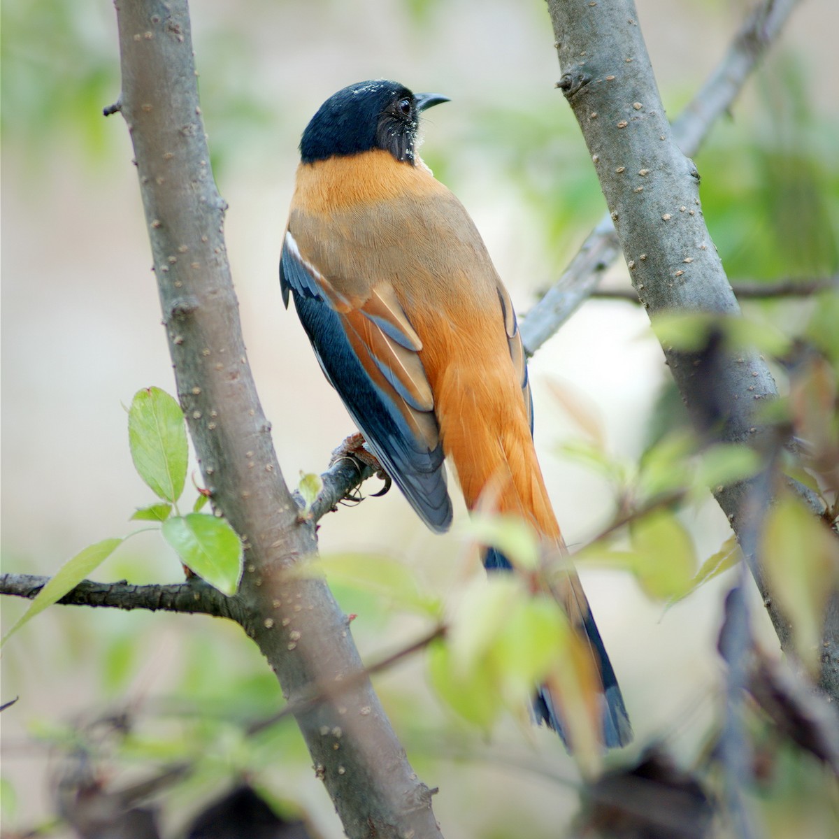 Rufous Sibia - ML336892741