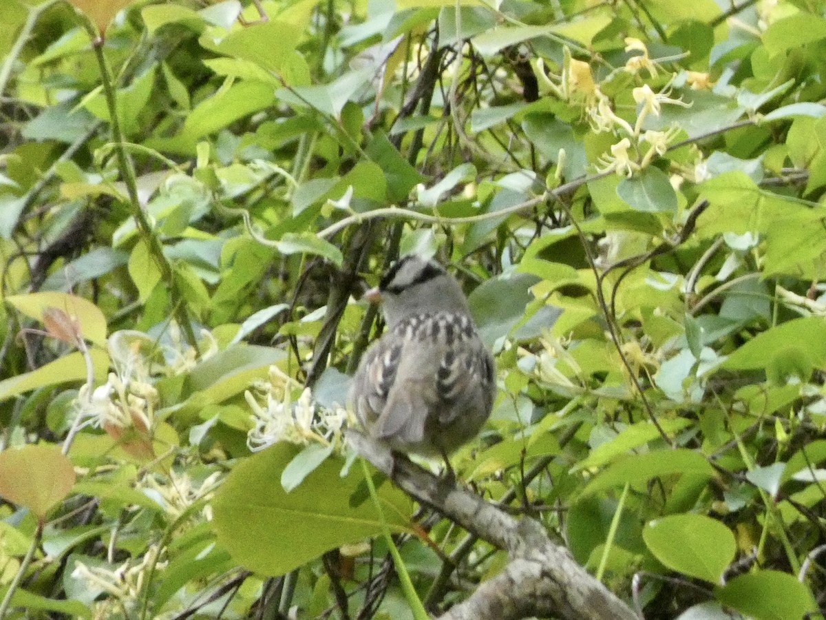 White-crowned Sparrow - ML336894031