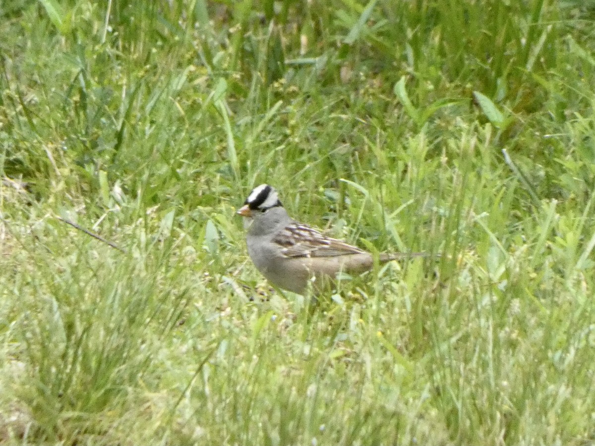 White-crowned Sparrow - ML336894051