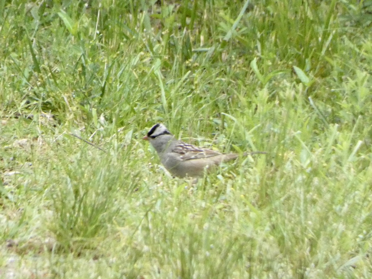 White-crowned Sparrow - ML336894091
