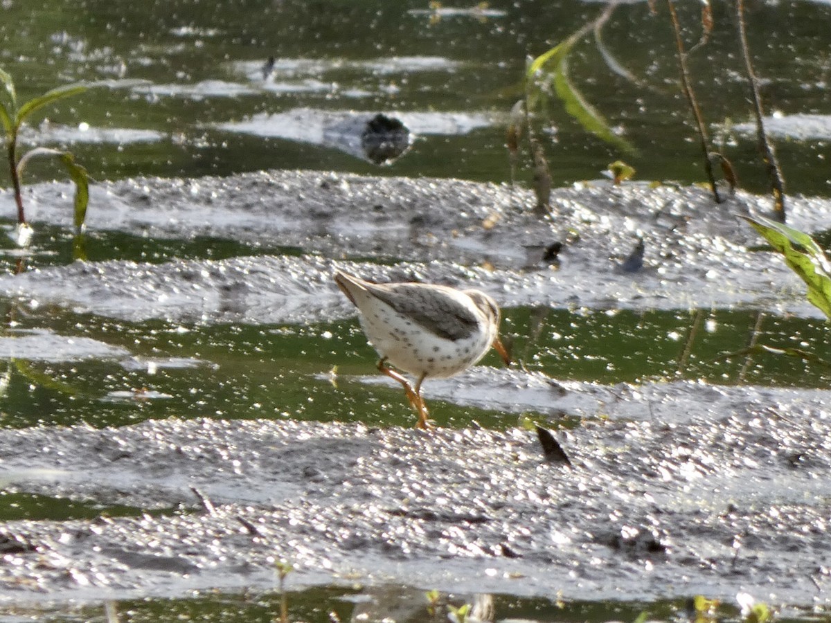 Spotted Sandpiper - ML336894621