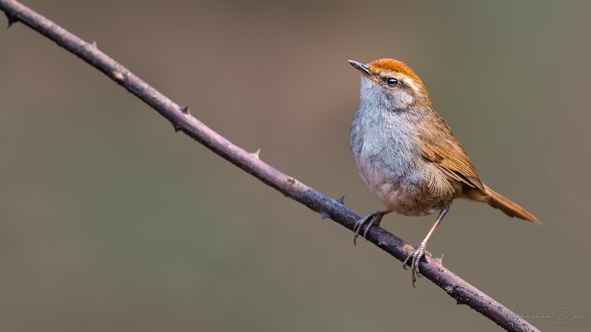 Gray-sided Bush Warbler - ML336895181