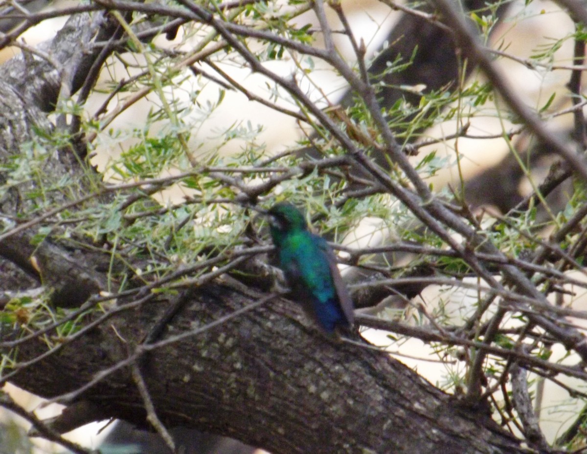 Blue-tailed Emerald - ML336898051