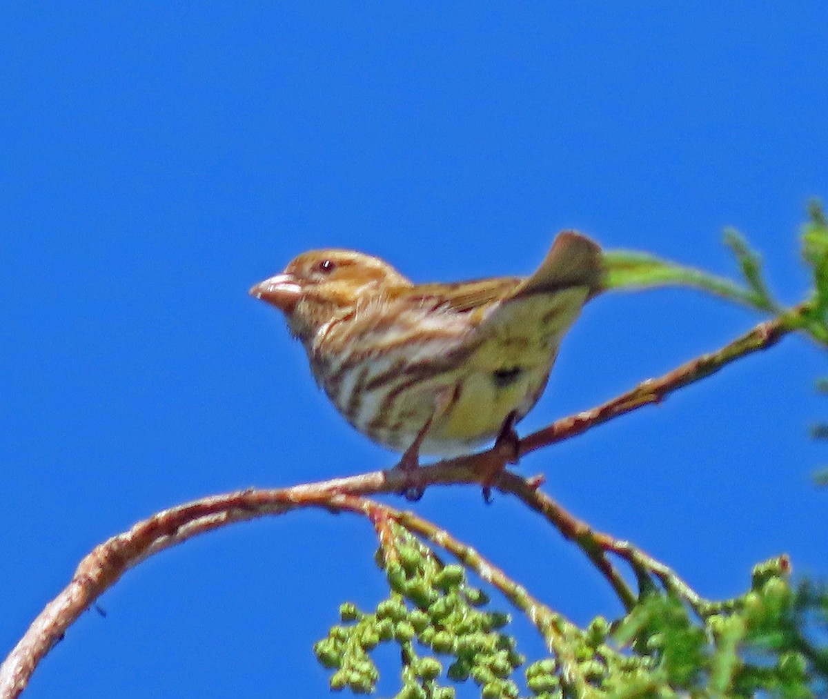 Purple Finch - ML336898891