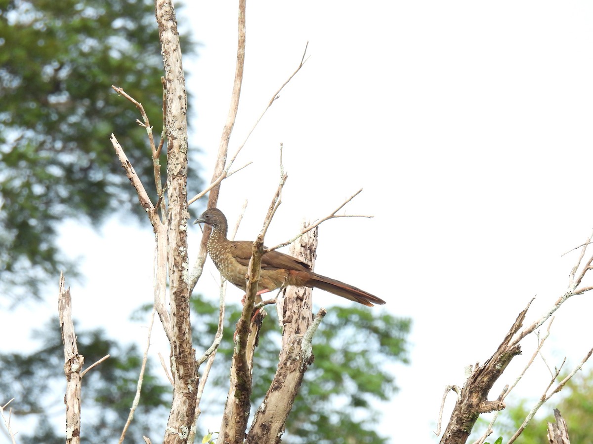 Speckled Chachalaca - RUTH GONZALEZ PULIDO