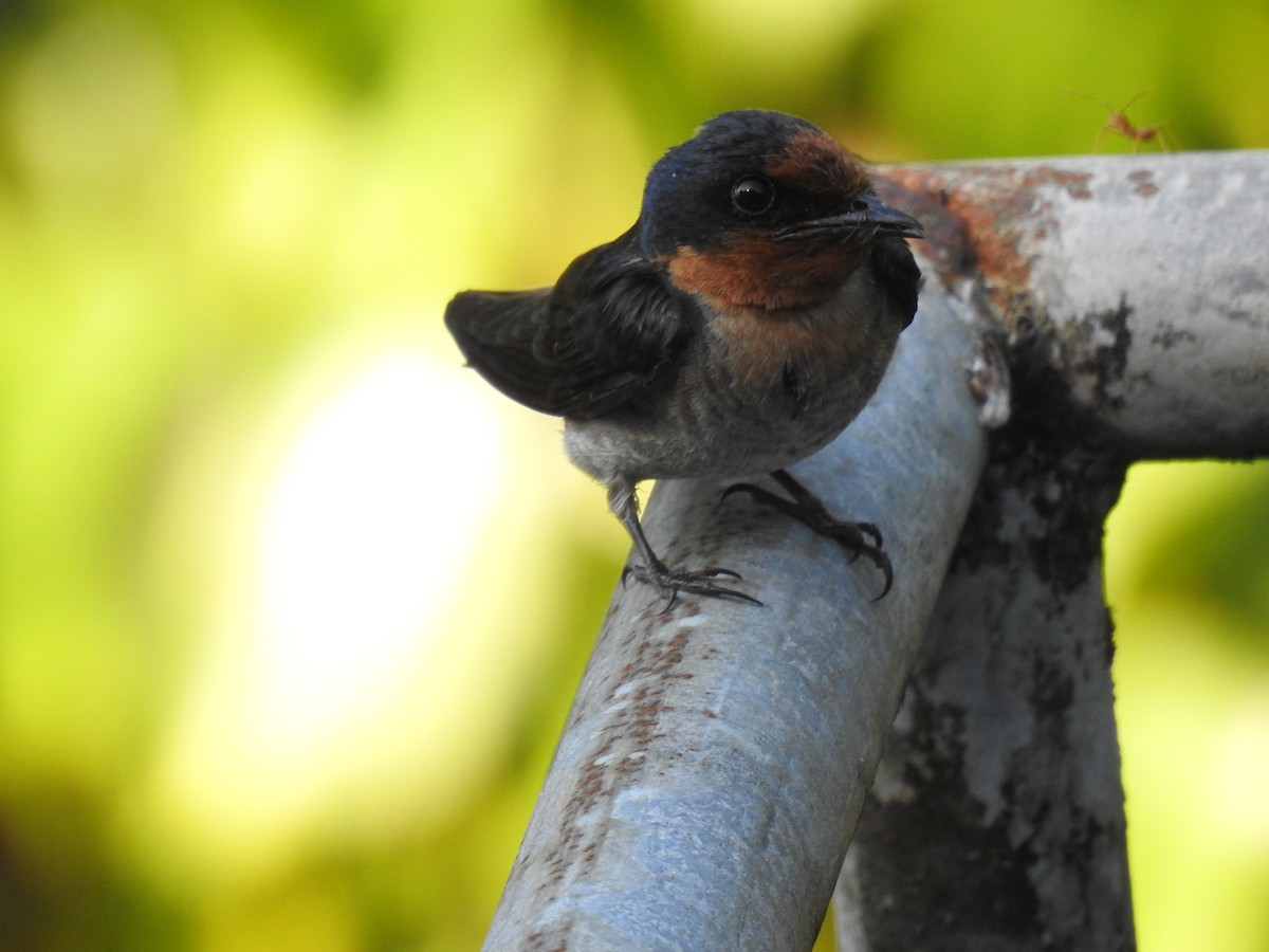 Pacific Swallow - ML336900861