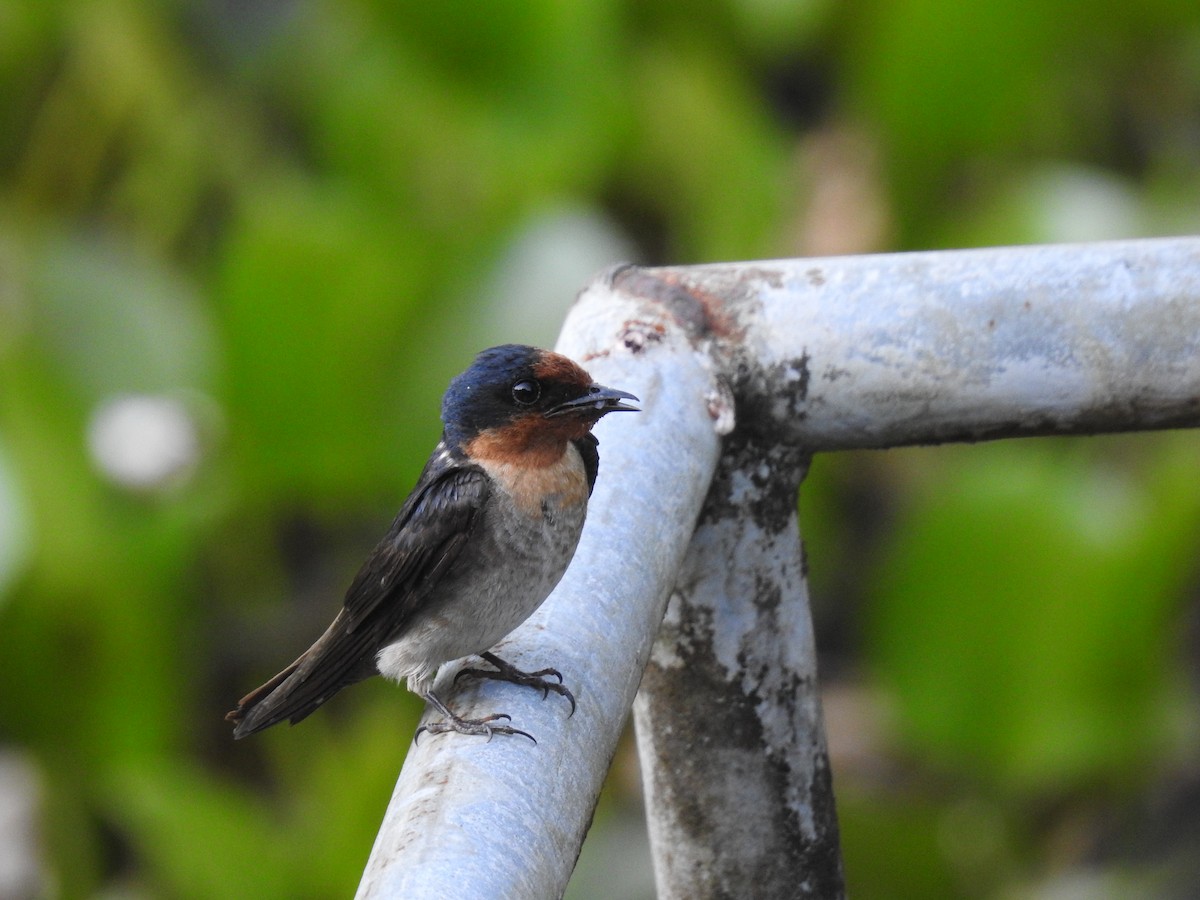 Pacific Swallow - ML336900871