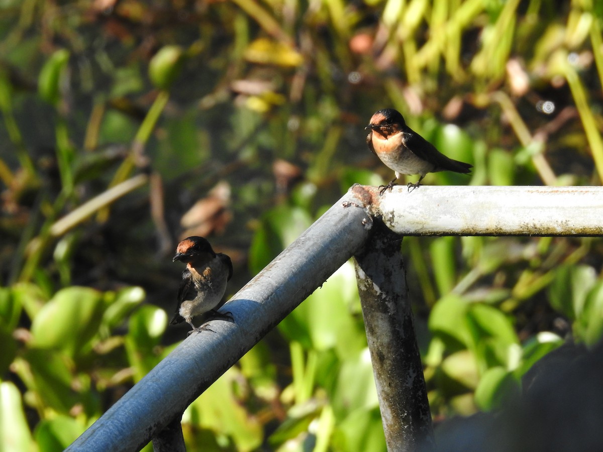 Pacific Swallow - ML336901001