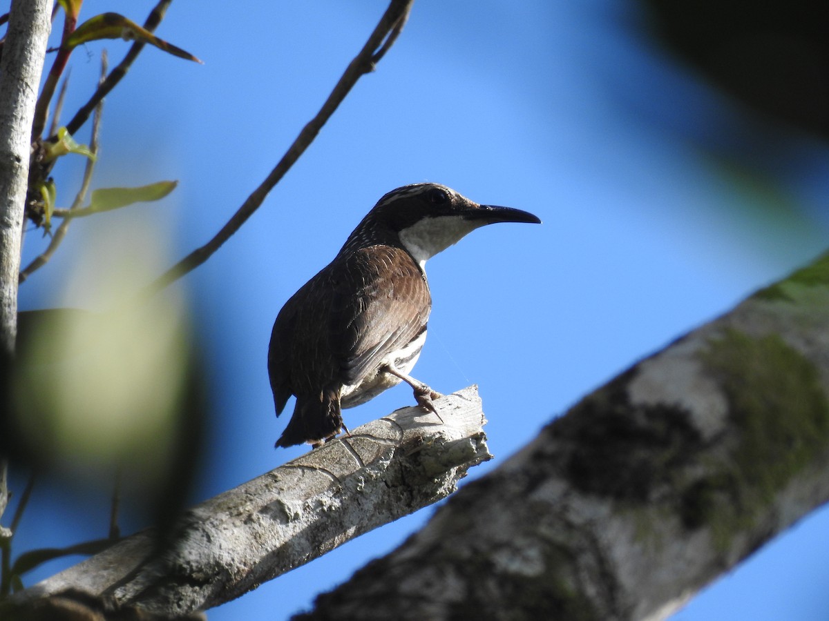 Stripe-sided Rhabdornis - ML336901181