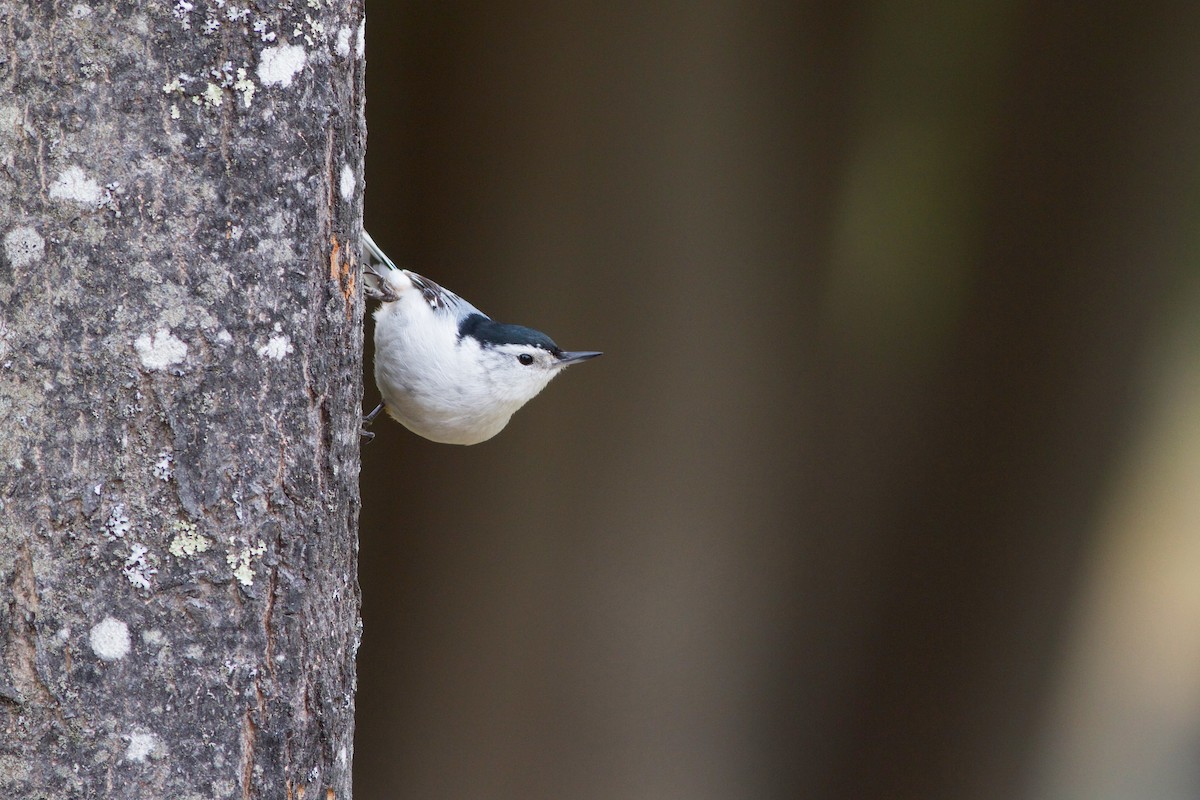 White-breasted Nuthatch - ML336901341