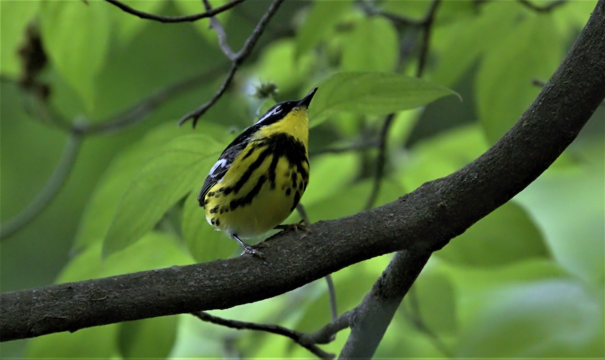 Magnolia Warbler - Andrew Tao