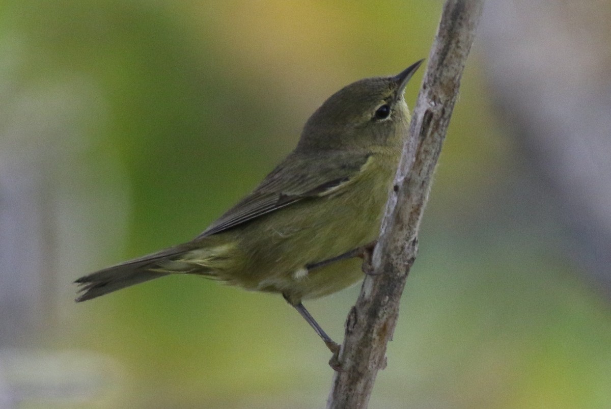 Orange-crowned Warbler - ML33690361