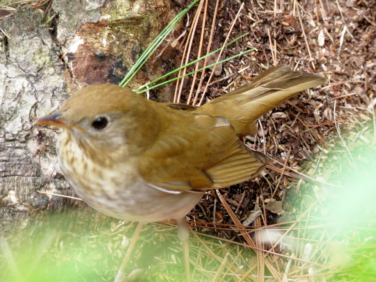 Veery - ML336904031