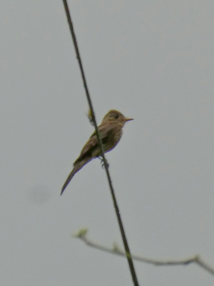 pewee sp. (Contopus sp.) - ML336904111