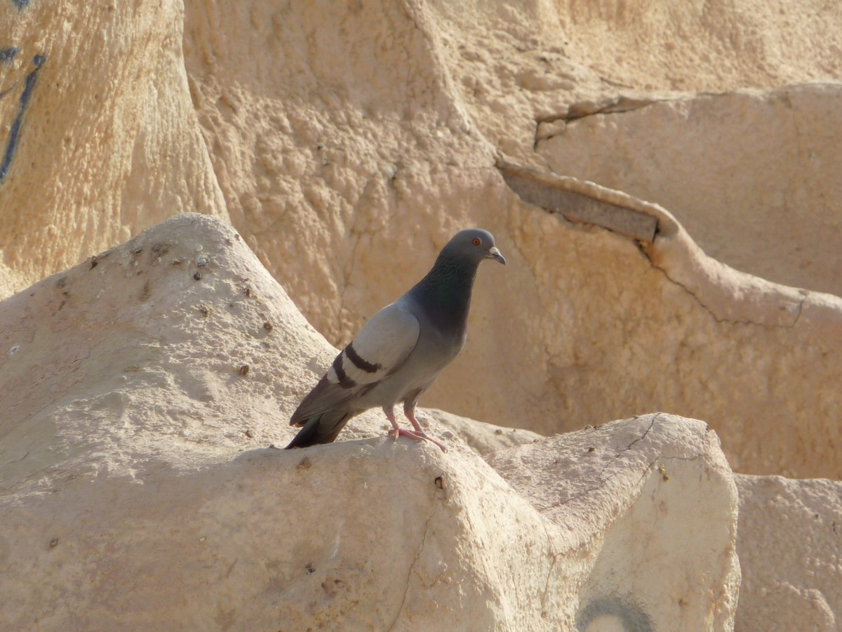 Rock Pigeon - ML336904581