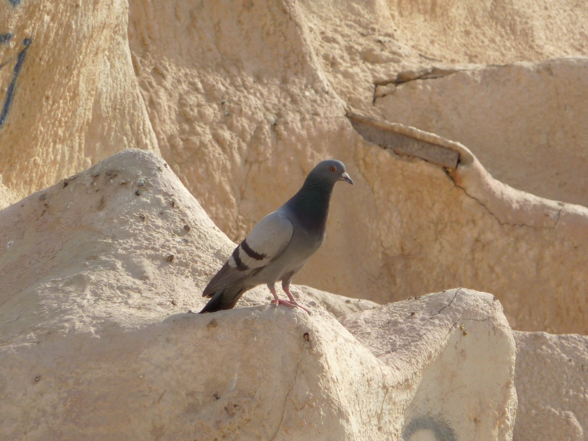 Pigeon biset - ML336904581