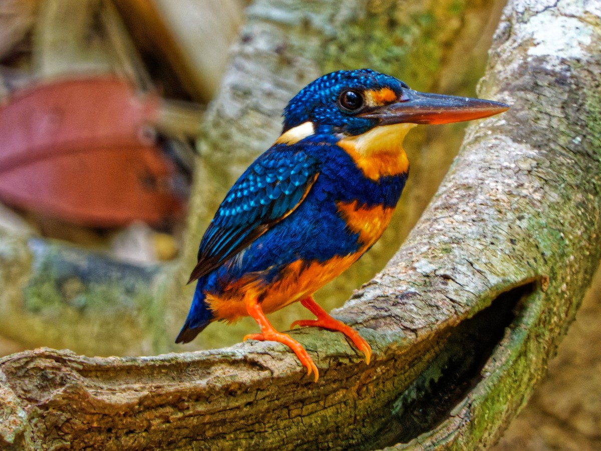 Indigo-banded Kingfisher - Ravi Iyengar