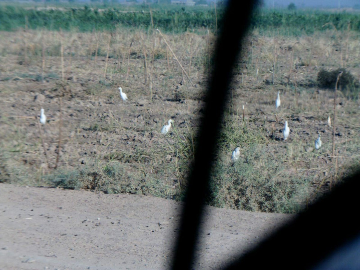 Western Cattle Egret - ML336905151