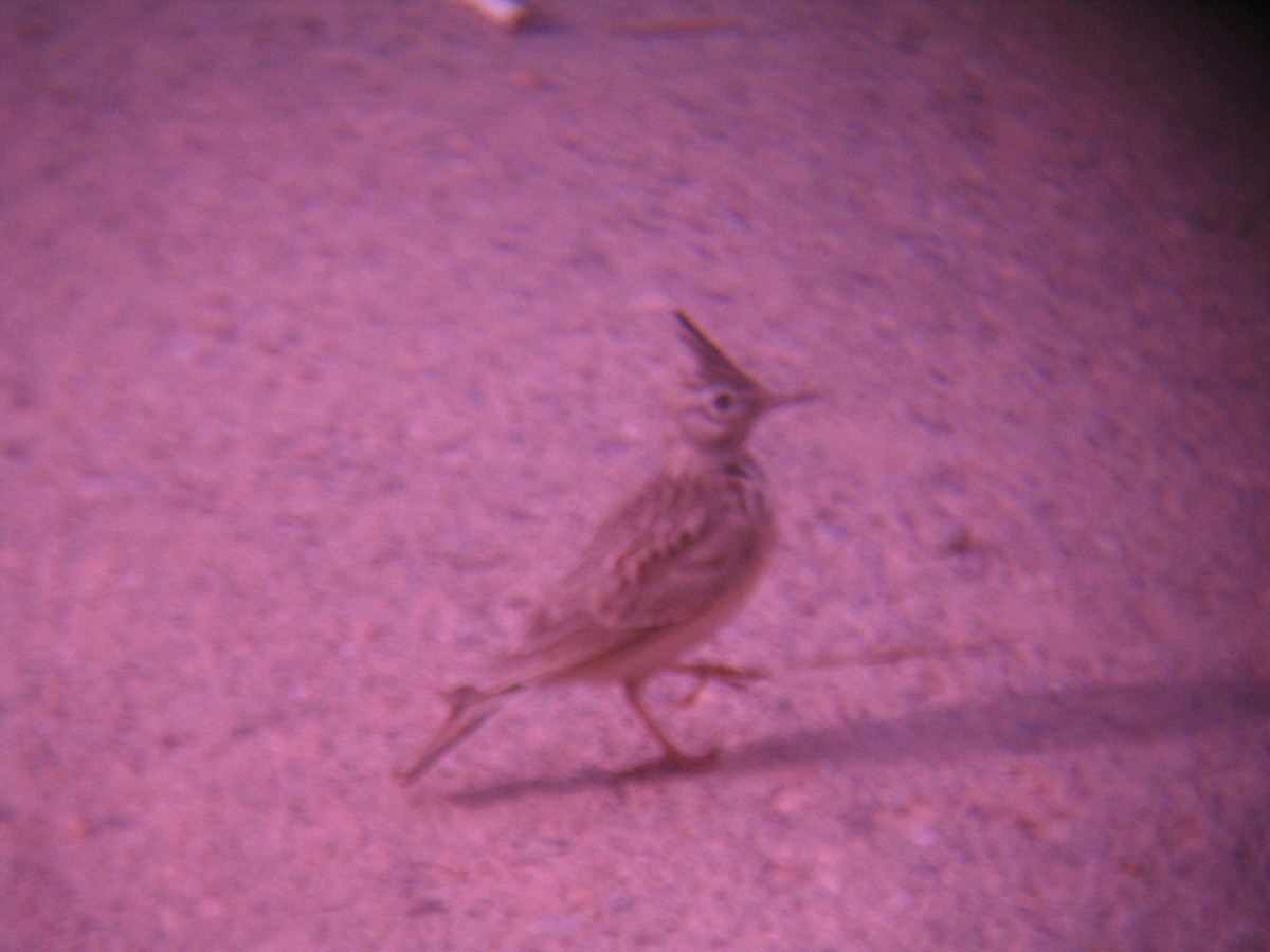 Crested Lark - ML336905191