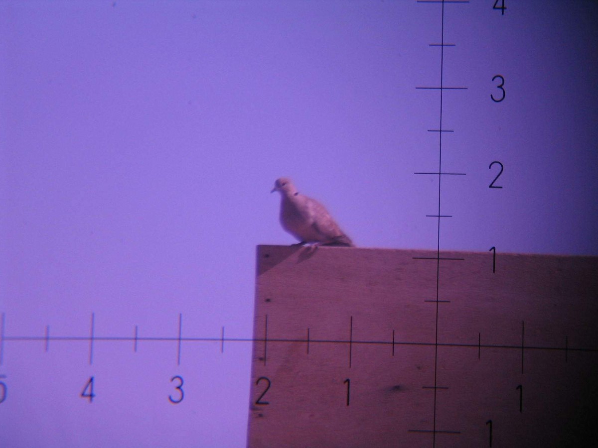 Eurasian Collared-Dove - ML336905301