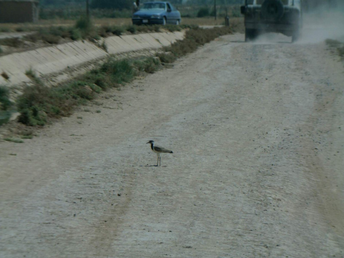 Red-wattled Lapwing - ML336905351