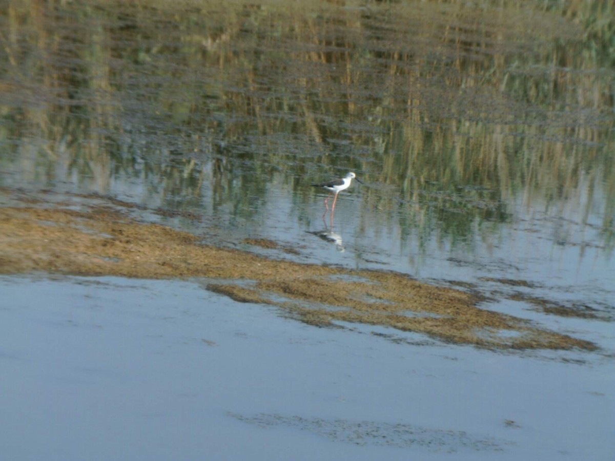 Échasse blanche - ML336905381