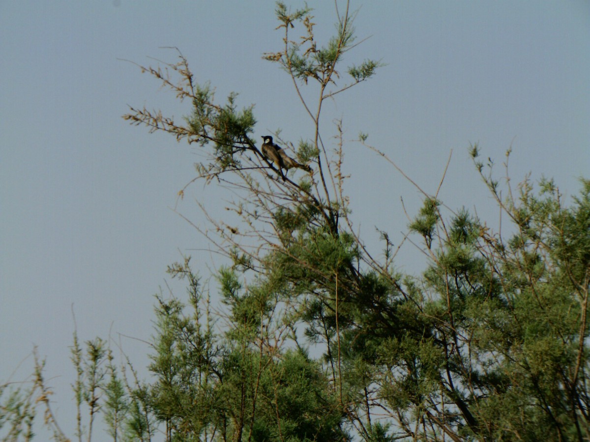 White-eared Bulbul - ML336906181