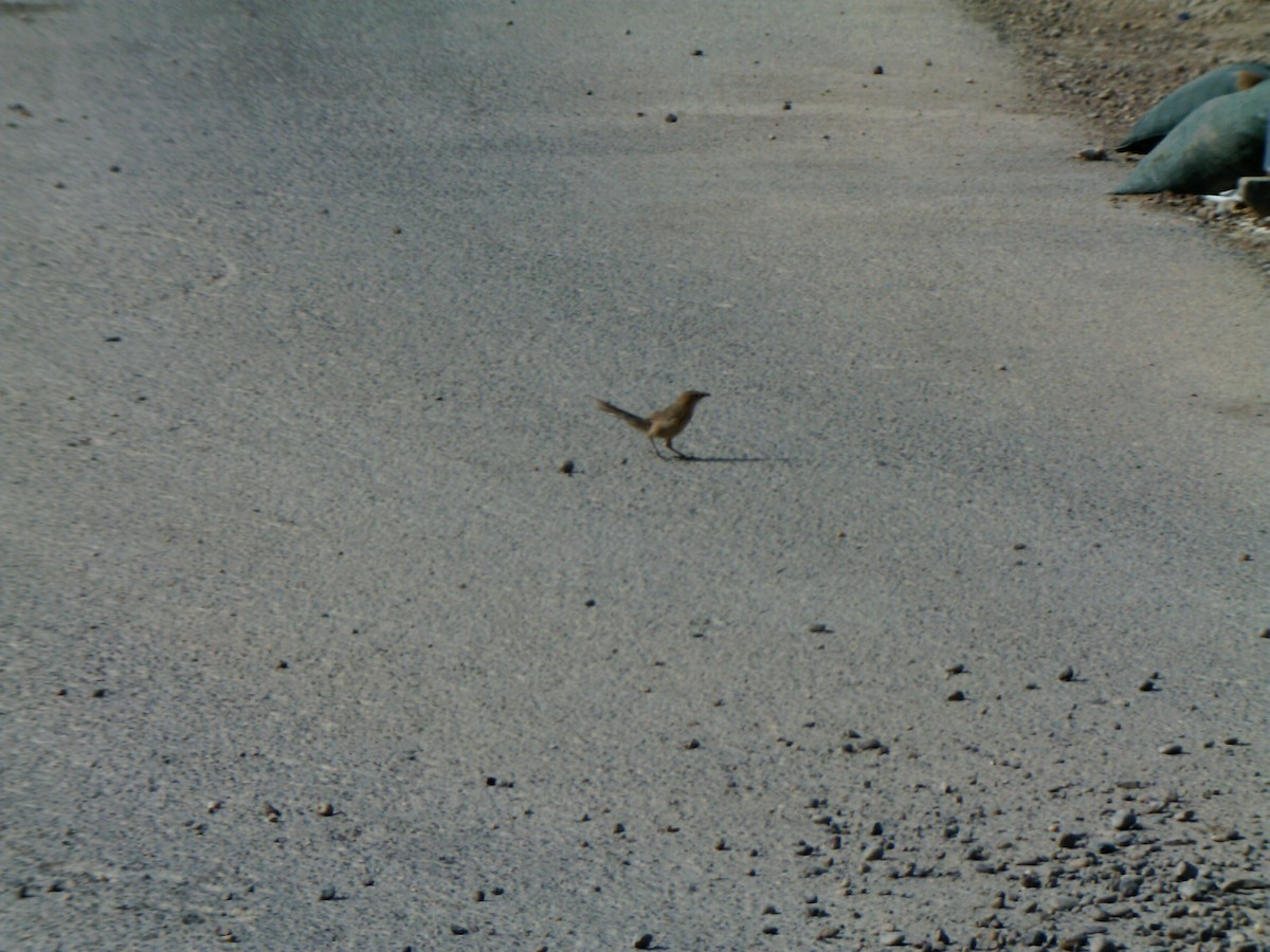 Iraq Babbler - ML336906241