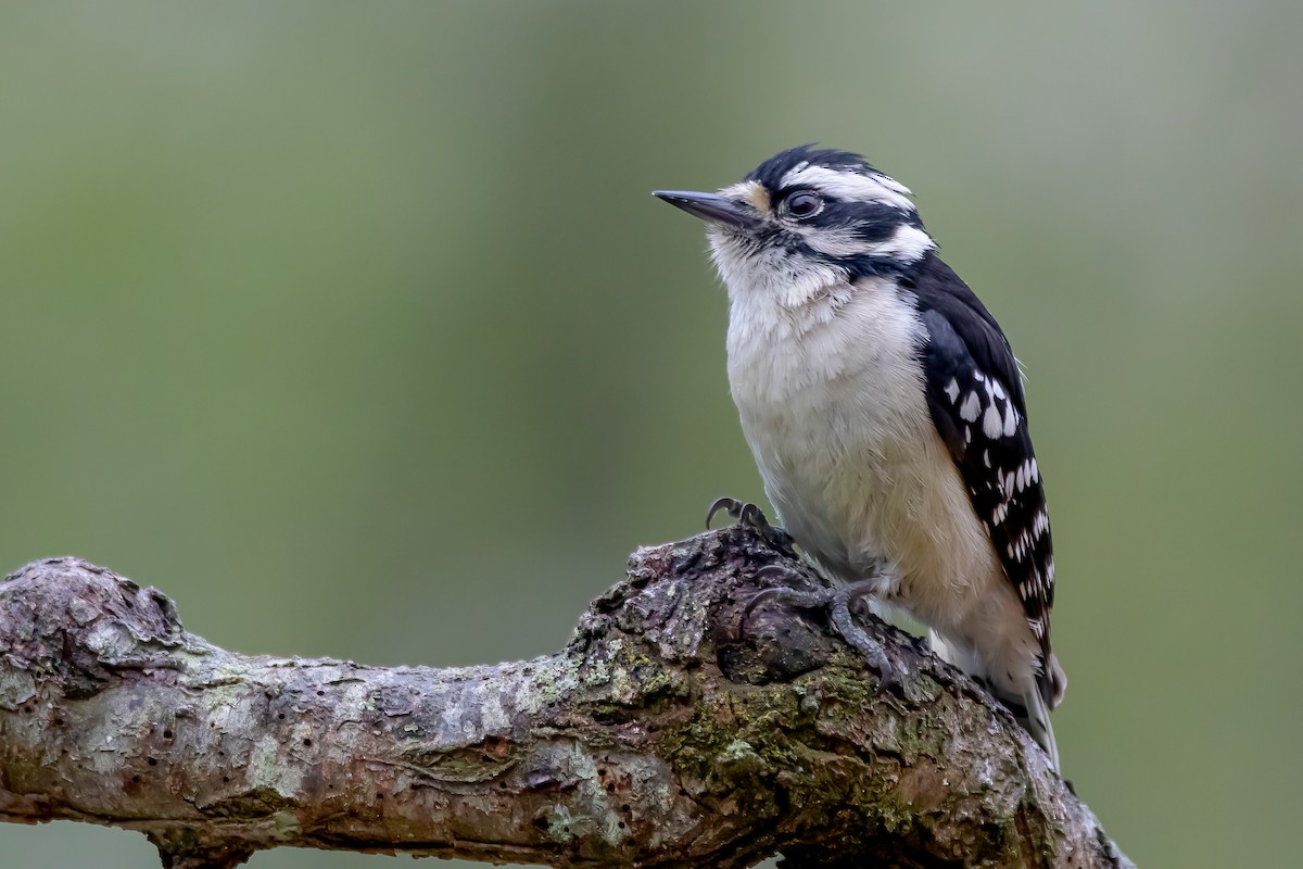 Downy Woodpecker - ML336906311