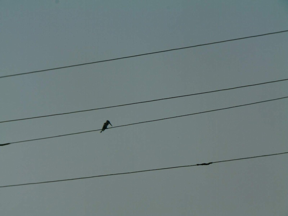 Pied Kingfisher - ML336906321