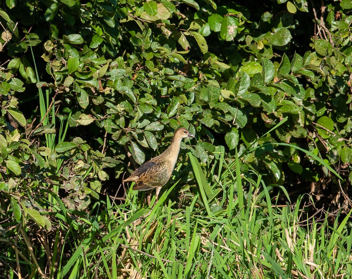 Allen's Gallinule - ML336906651