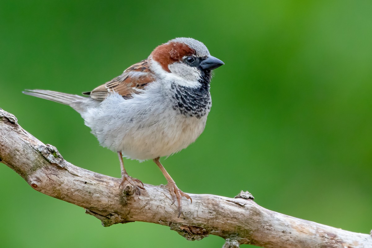 House Sparrow - Matthew Plante