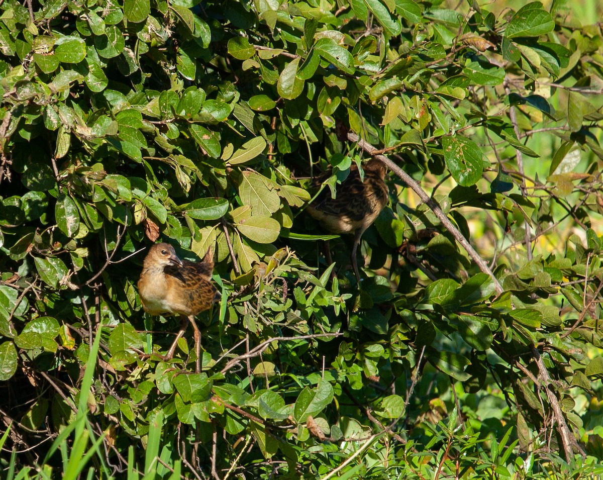 Allen's Gallinule - James Duncan-Anderson