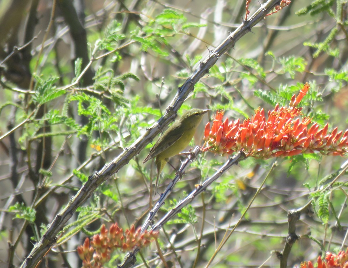 Orange-crowned Warbler - ML336906881