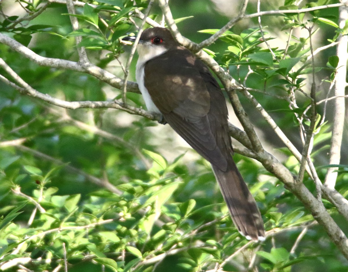 Black-billed Cuckoo - ML336906901