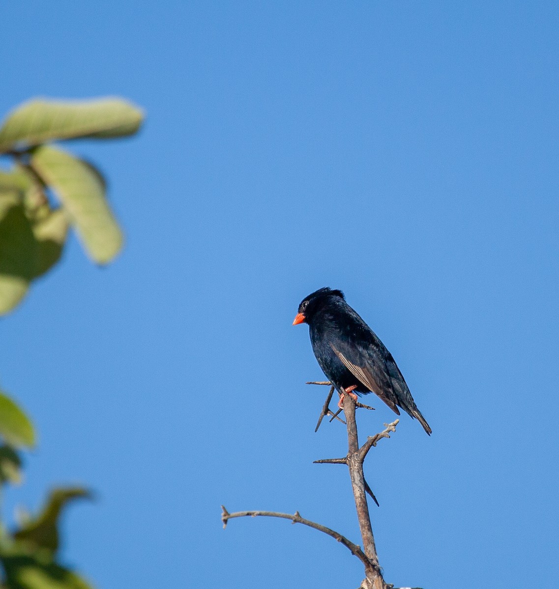 Village Indigobird - James Duncan-Anderson