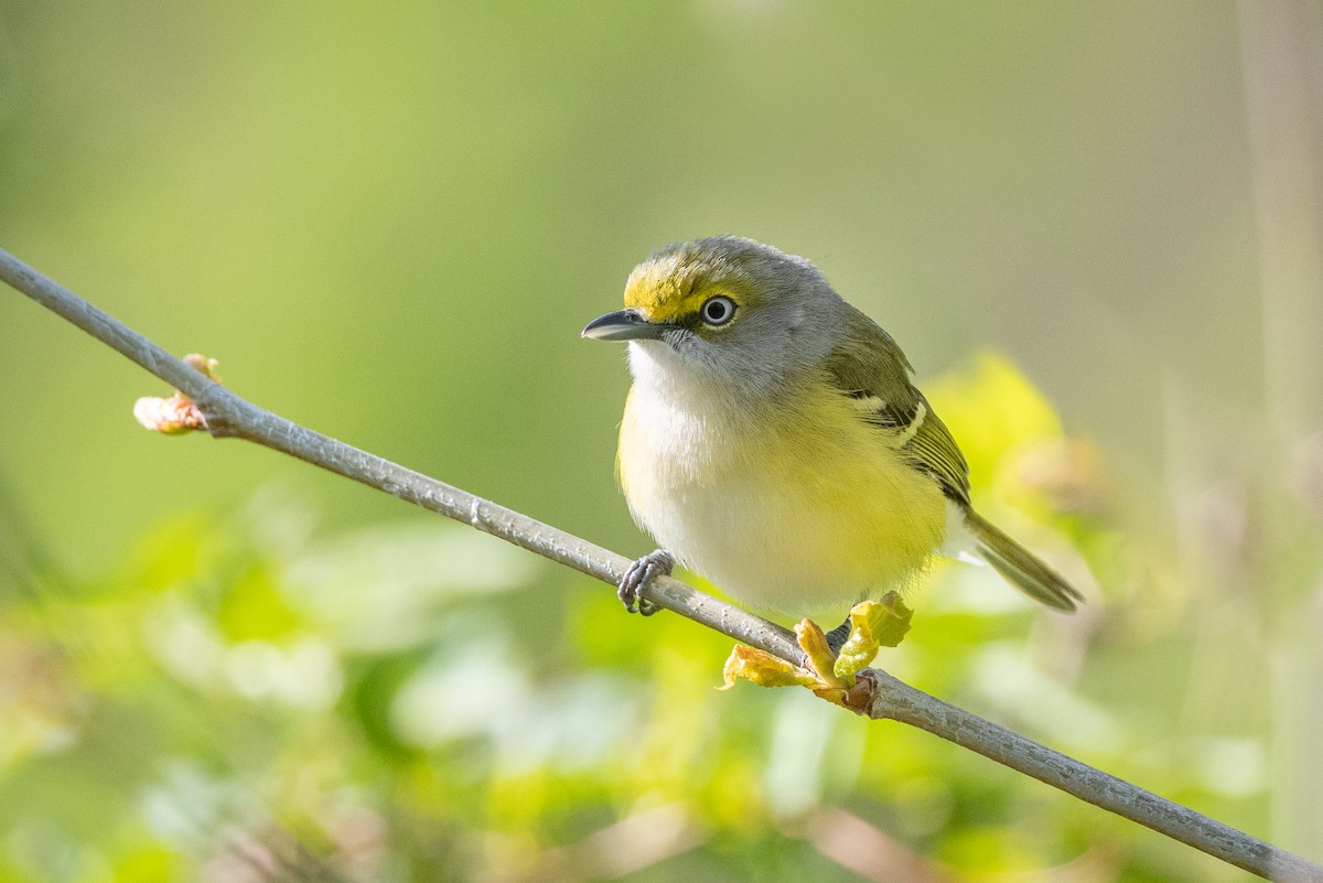 White-eyed Vireo - ML336907911