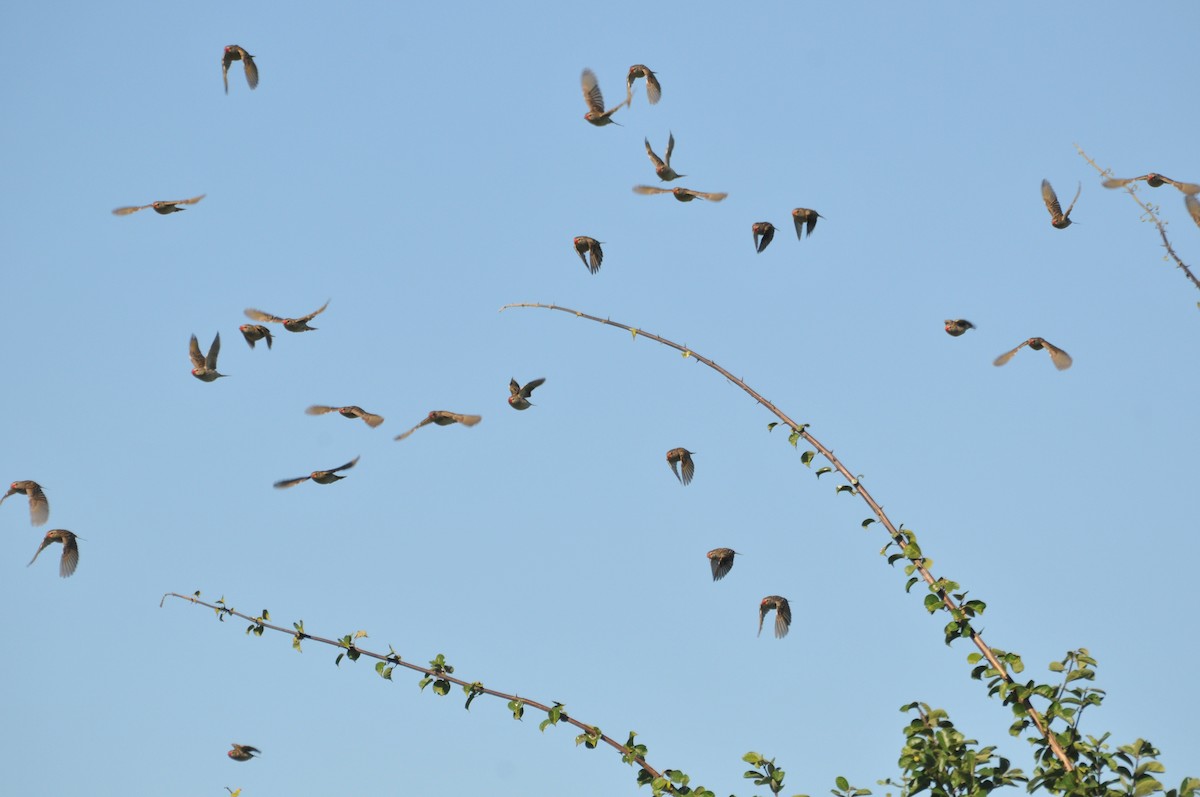 Red-billed Quelea - James Duncan-Anderson