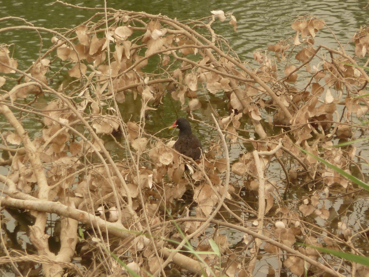 Eurasian Moorhen - ML336908031