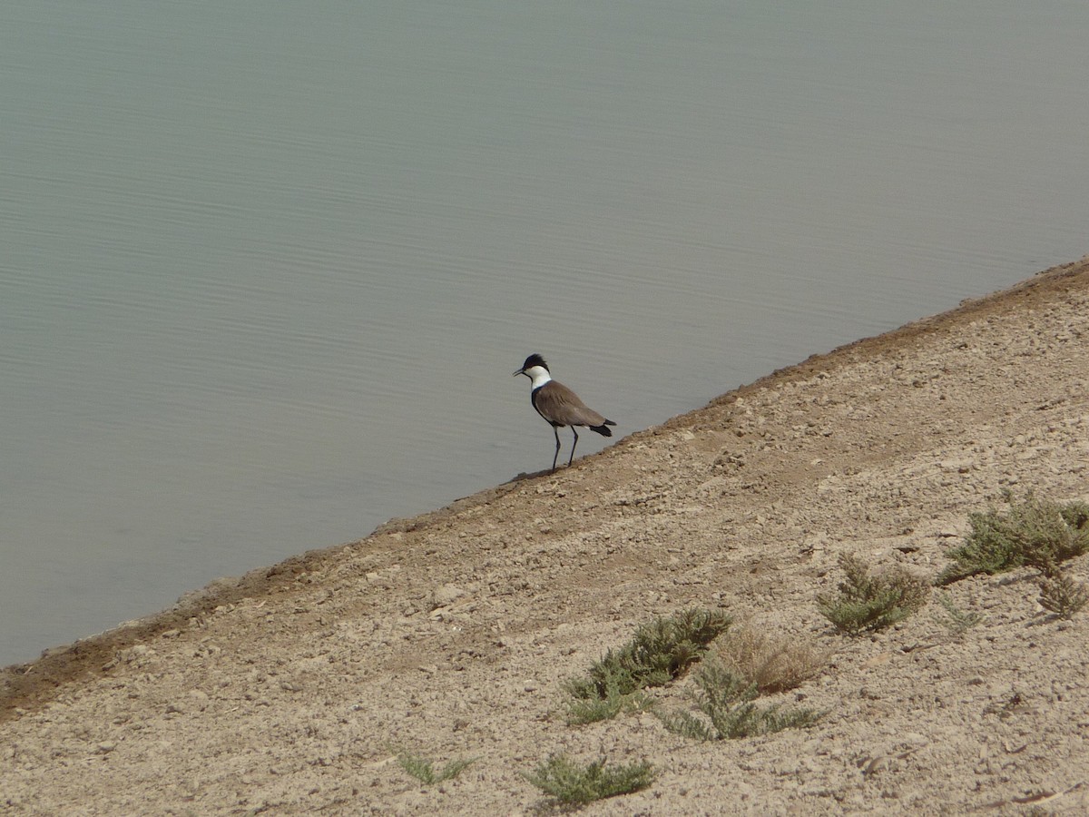 Spur-winged Lapwing - c cahak