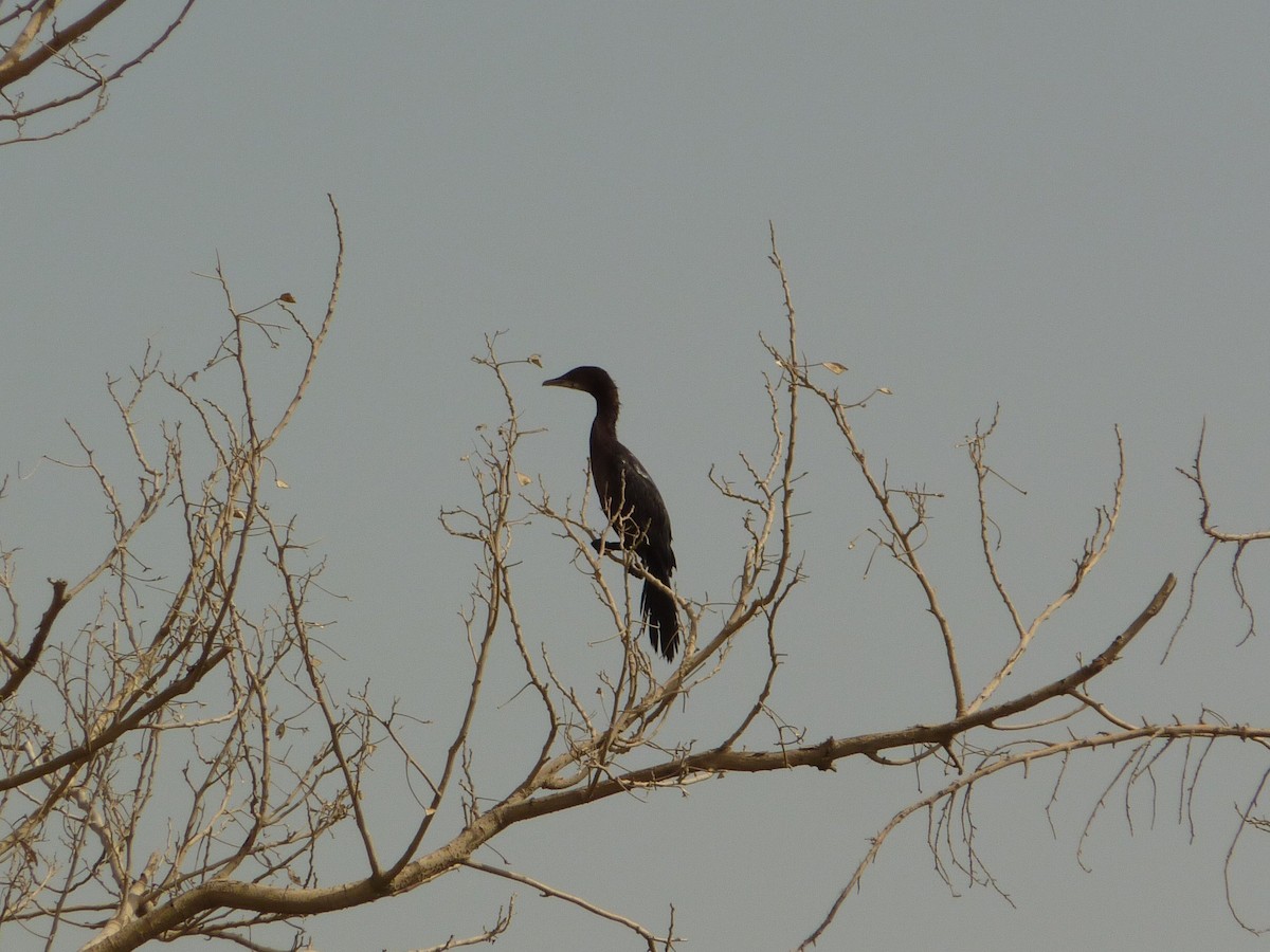 Great Cormorant - ML336908091