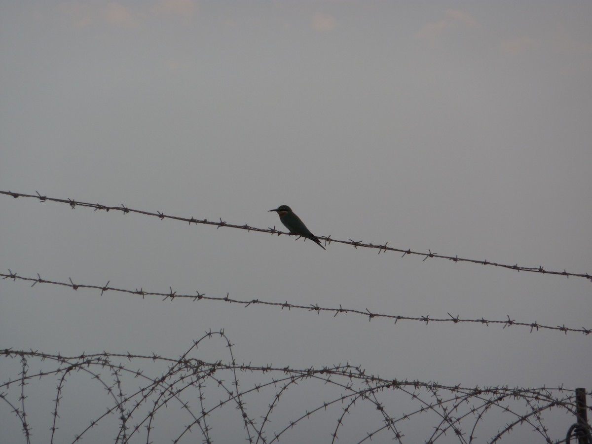 Blue-cheeked Bee-eater - ML336908131