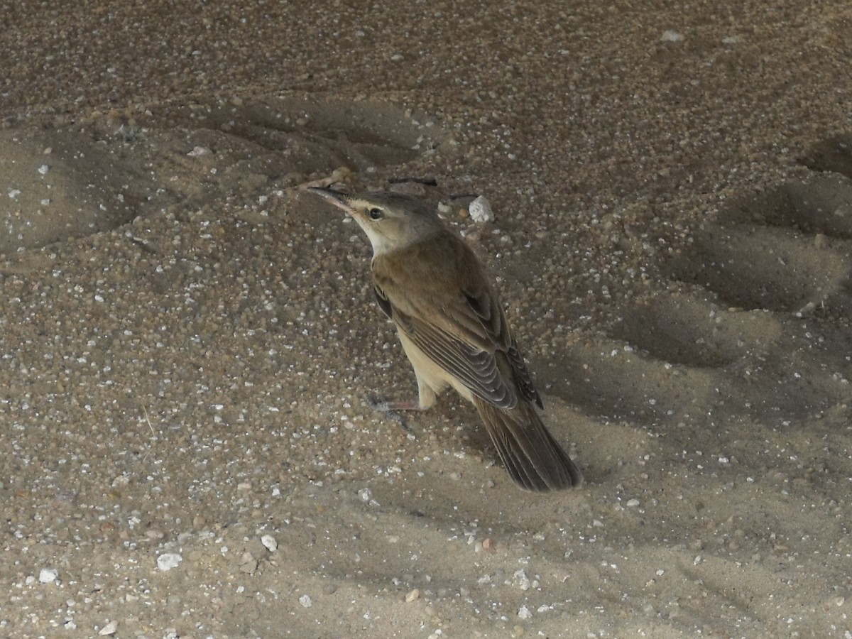 Great Reed Warbler - ML336908351