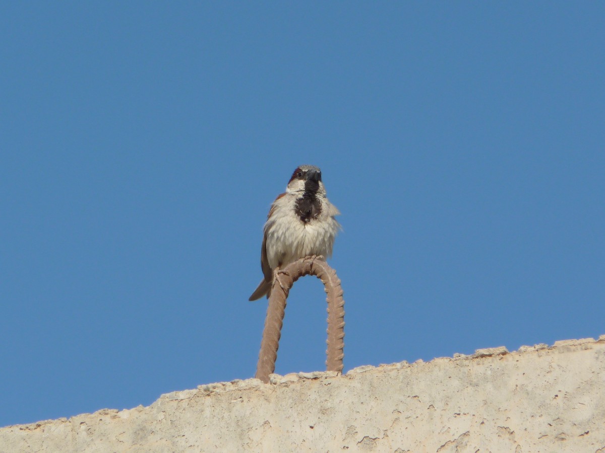 Moineau domestique - ML336908461