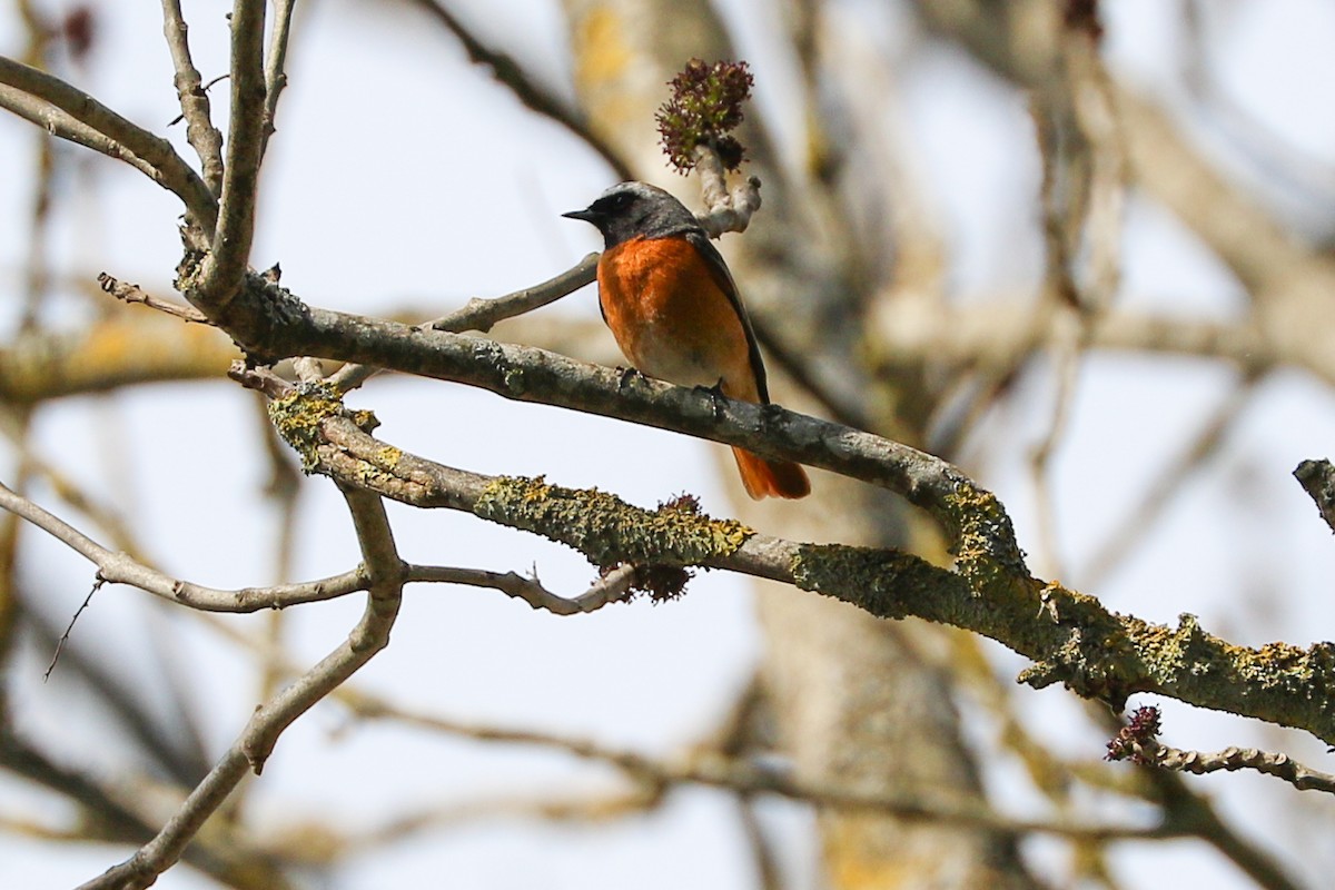 Common Redstart - ML336909121